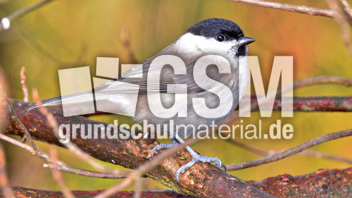 Tannenmeise (09).jpg